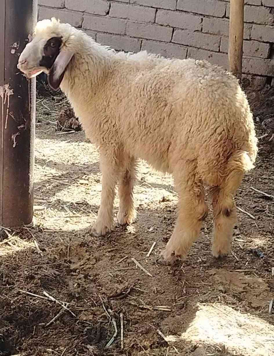 السلام عليكم... طليان  ذكوره 2 ونثيه 1
مالات جني... سعرهن كلهن قفلهن  675
الشراي يجي خاص او يتصل  ***********
قضاء الفهود منطقة ال حول.
