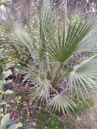 واشنطن٢٥٠٠ الراشديه مقابل مستشفى حماد شهاب ٠٧٧٠٥٣٨٠٧٧٢