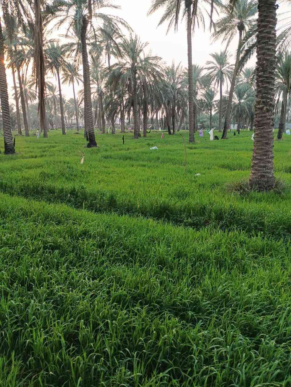 سلا عليكم
ارض طابو صرف بستان  للبيع  1000متر 

توجد كافه الخدمات ماء كهرباء. 

الارض قريبه ع شط الهاشميه  طريق محريجه 

وقريبه ع شارع. علي قمار.  

لاستفسار. 
‏‪***********‬‏

صافي السلطاني
