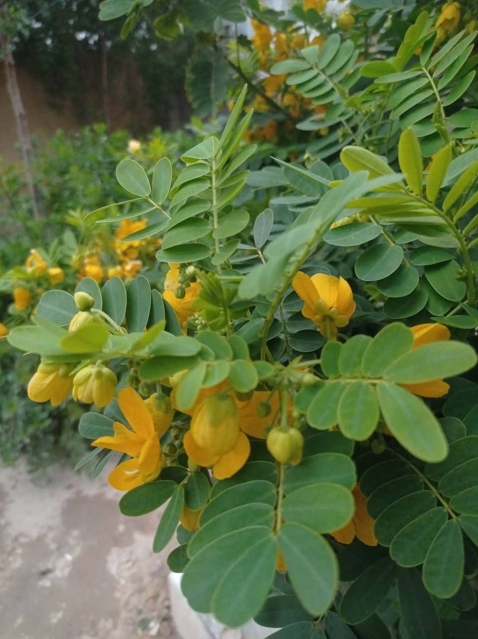 السلام عليكم جهازRedmi Note 9 ذاكره 64بطاريه خير من الله ميصرف شحن دوم يضل عندك يوم كامل سلس جدا 60فريم شرط تفحص كدامك الجهاز تجي ويا شاحنه كامله هيه وراس مالته مراوس بايفون فقط اي ايفون رقم التلفون *********** تواصل وياي وبيك خير ودلل المكان كوت شارع النفط
