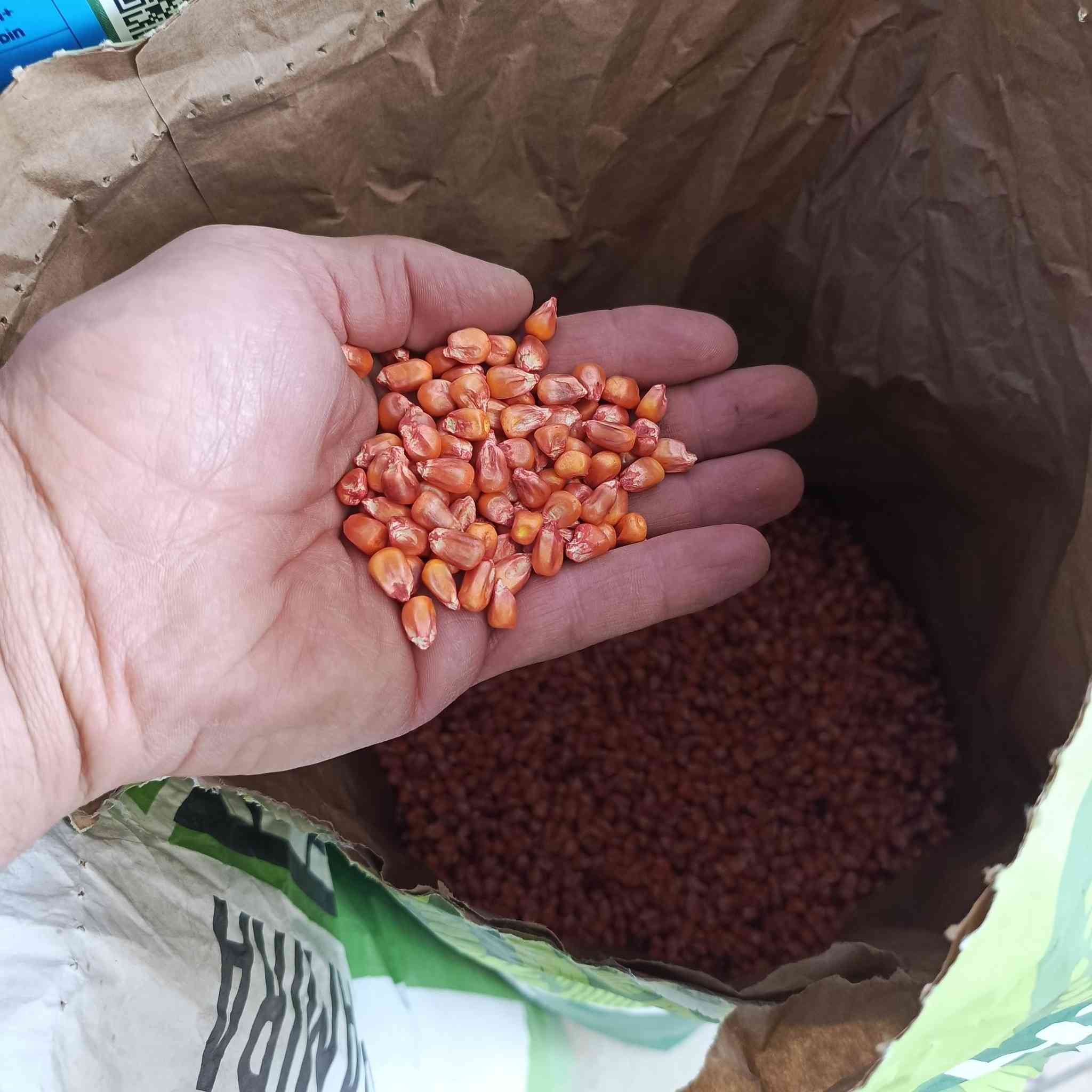 بذور ذره تركيه عاليه الجوده وجوده في المحصول مغلف الواحد يحتوي ع 50.000 الف حبه تغطي مساحه 2 ونص دونم وتعطي انتاج مميز سعر الغلف  200.000 الف 
توصيل كافه المحافظات 5 الف 
التواصل واتساب 
‏‪***********‬‏
