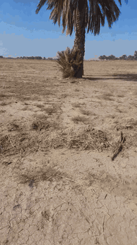 سلام عليكم ٢٥دونم للبيع واجه ٢٥٠طول ٢٥٠ مفروزه كل ٥دوانم بسند قرب جامع نبي الله سليمان الاستفسار علا الرقم ***********حسن ابو محمد بي واتسب
