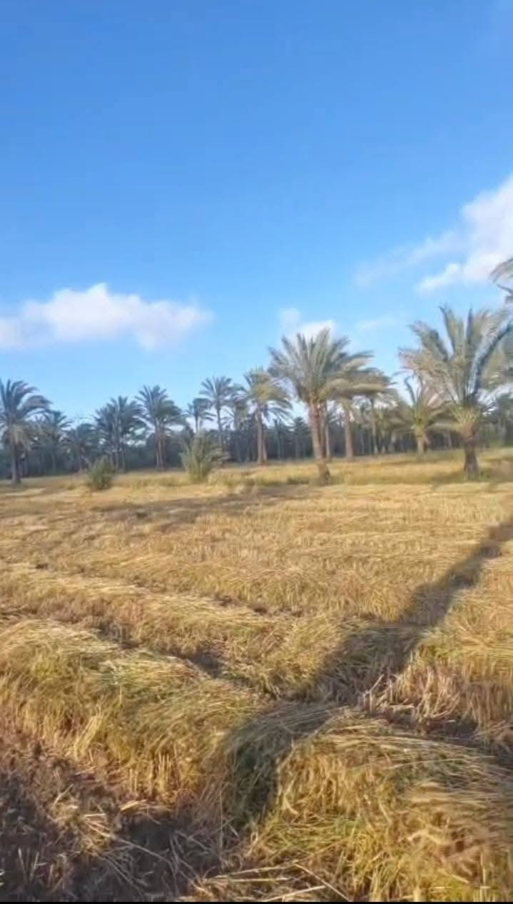 ارض زراعيه للبيع ✨ 
📌 الموقع:
طريق المعمورة – رشيد
تابع مركز كفر الدوار 
📌 المساحة الإجمالية:10 فدان
📌 5 فدان بهم فيلا + حمام سباحة
📌 5 فدان أخرى منفصلين (يفصل بينهم طريق/سكة)
📌مزروعة محاصيل
📌خطوط نخل فاصلة بين كل فدان والآخر
📌نظام صرف داخلي على المصارف الوسطية (تنظيم ممتاز للري والصرف)
📌 أرض خصبة وجاهزة للاستثمار
📌 فيلا داخل الأرض
📌 حمام سباحة
📌 مسجلة شهر عقاري (وضع قانوني سليم)
📌للتواصل:01029105427


**إذا كنت صاحب هذا الإعلان وتريد حذفه لأي سبب، رجاءا أرسل رسالة إلى الدعم الفني**