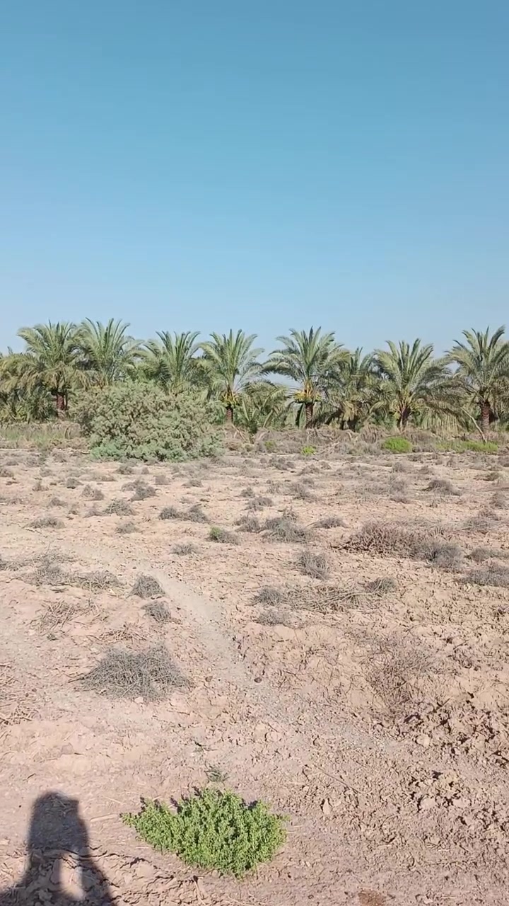 ارض للبيع قريبه عله فرع الوركاء للتواصل على الرقم ‏‪***********‬‏
