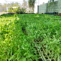 باذنجان عراقي • فلفل حار وبارد • ديالى الغالبيه