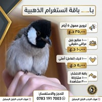 باقة بلبل الذهبية • ترويج ممول ٥ أيام • الناصرية