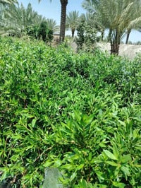كاربس • نزلة جسر الدولي • ناحية الامام