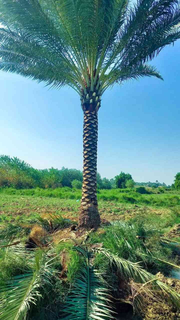 السلام عليكم يوجد #فسائل شويثي اصفر استعمران زاهدي تبرزل حمراوي  ديري واصناف اخرى تجهيز كافة الأراضي كرسته وعمل 
والي محتاج #مكربجي او تعديل وزراعة الحدائك او كص الاشجار والنخيل
تجهيز وعمل كافة المحافضات 
***********
***********
