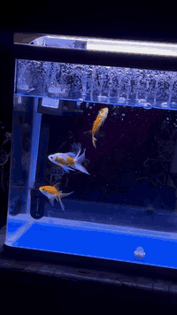 للبيع‼️
متوفر حوض للسمك مع ثلاث سمكات لمعرفة باقي التفاصيل التواصل في الخاص  
السعر:-30 
الرقم:-***********
العنوان:-البصرة العالية
