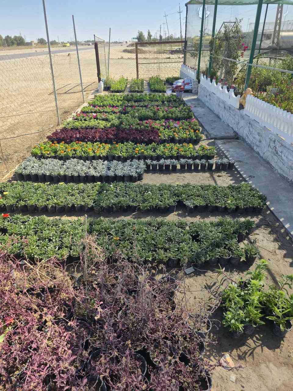 وصلتنا وجبة جديدة ومميزة من الأزهار الموسمية التي ستغير شكل حديقتكم . ألوان تخطف الأنظار بانتظاركم.
سعر الشتلة ٧٥٠ دينار  _ ١٠ شتلات ٥،٠٠٠ دينار 
​📍 الموقع:  https://maps.app.goo.gl/g8qhCH5S2C32PmRk6?g_st=afm
​🌿 جودة عالية وأسعار مناسبة
​🚗 تتوفر خدمة التوصيل (لكل محافظات العراق )
***********
***********
