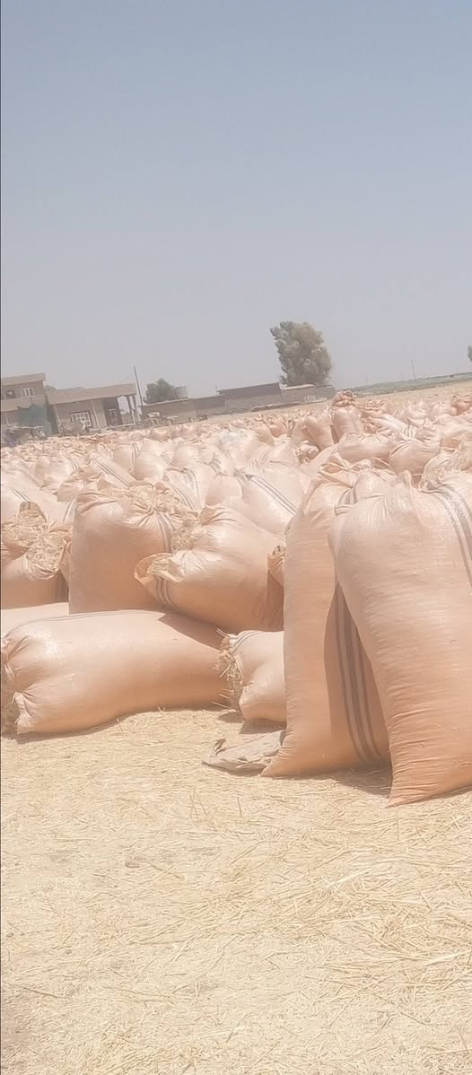 تبن للبيع درجه اولى للاستفسار ‏‪***********‬‏
