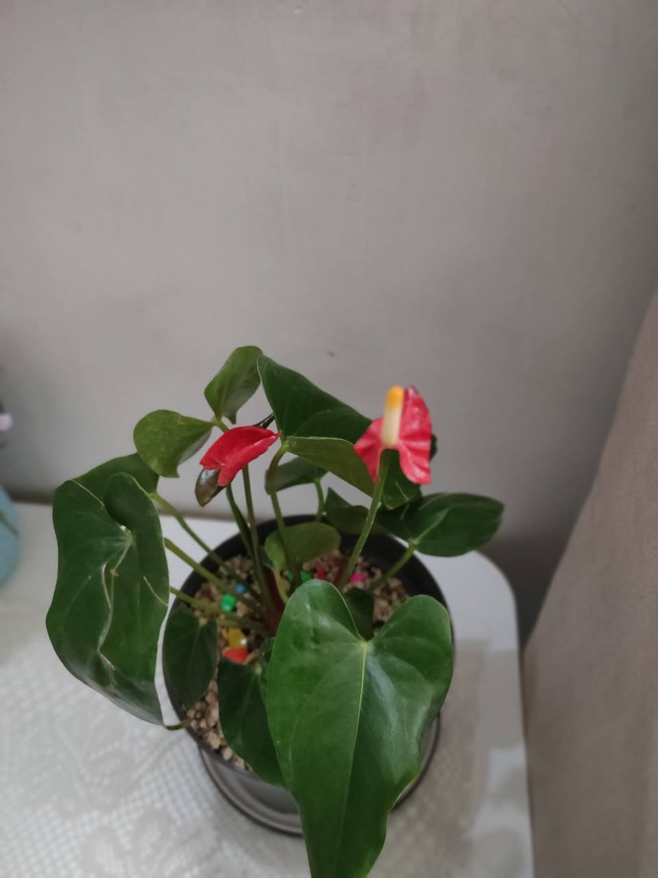 نباتات ضليه متوفرة 💚💚💚


**إذا كنت صاحب هذا الإعلان وتريد حذفه لأي سبب، رجاءا أرسل رسالة إلى الدعم الفني**