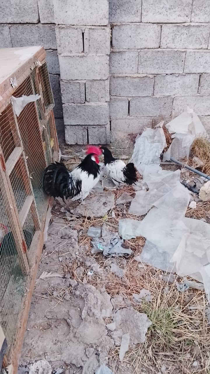 سلام عليكم عندي زوج لاكلن فلر الماني صحة فول ونقاوة فول للبيع العنوان التاجي ابو عضام الشراي يتصل ***********
