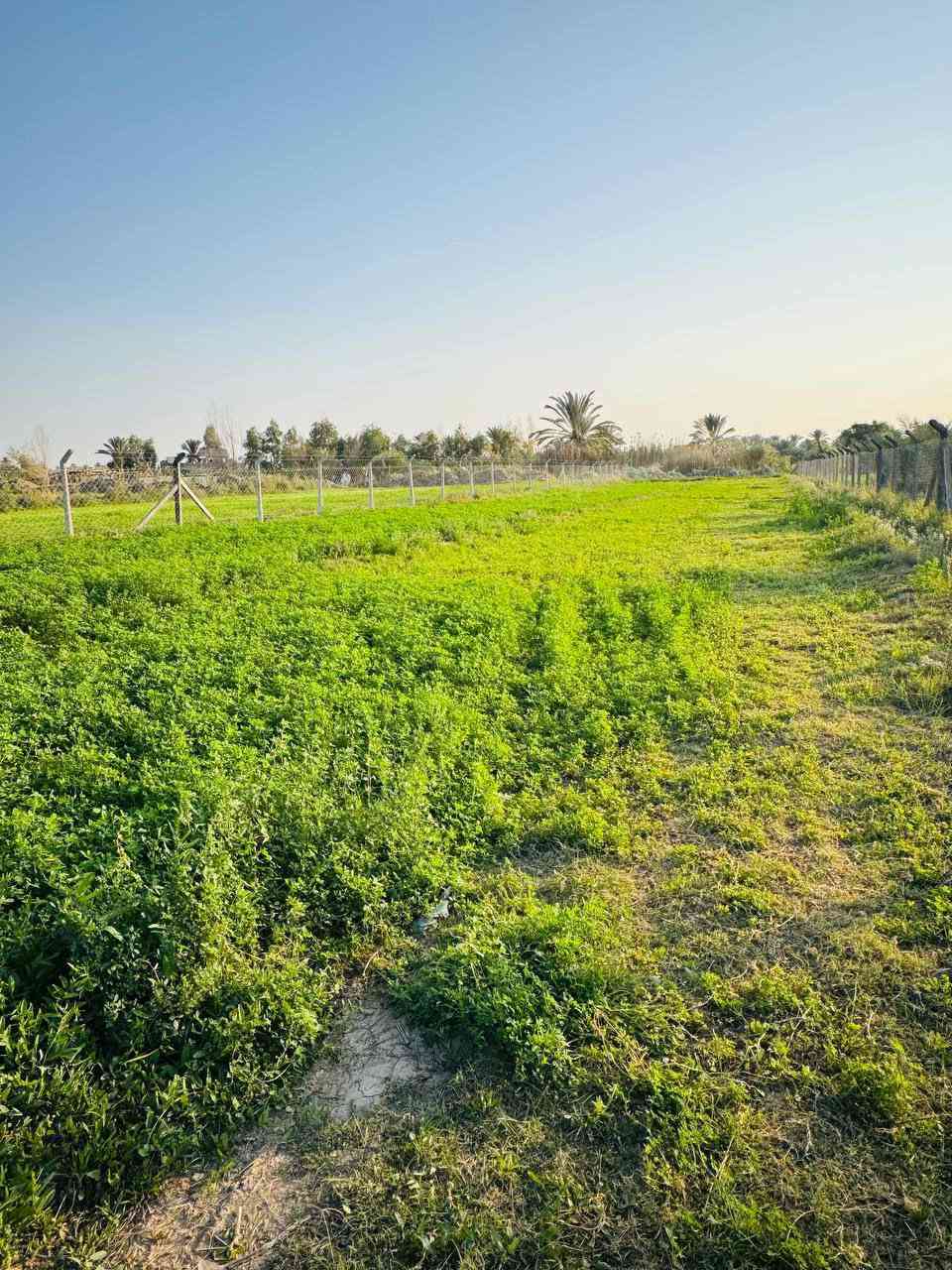 سلام عليكم ارض زراعيه للبيع 
المساحه 2 دونم و300 متر
العنوان الكفل ام نعجه عمود 256
متوفر كافة الخدمات ماء +كهرباء 
 السعر والاستفسار اكثر  ‭0783 885 1910‬
