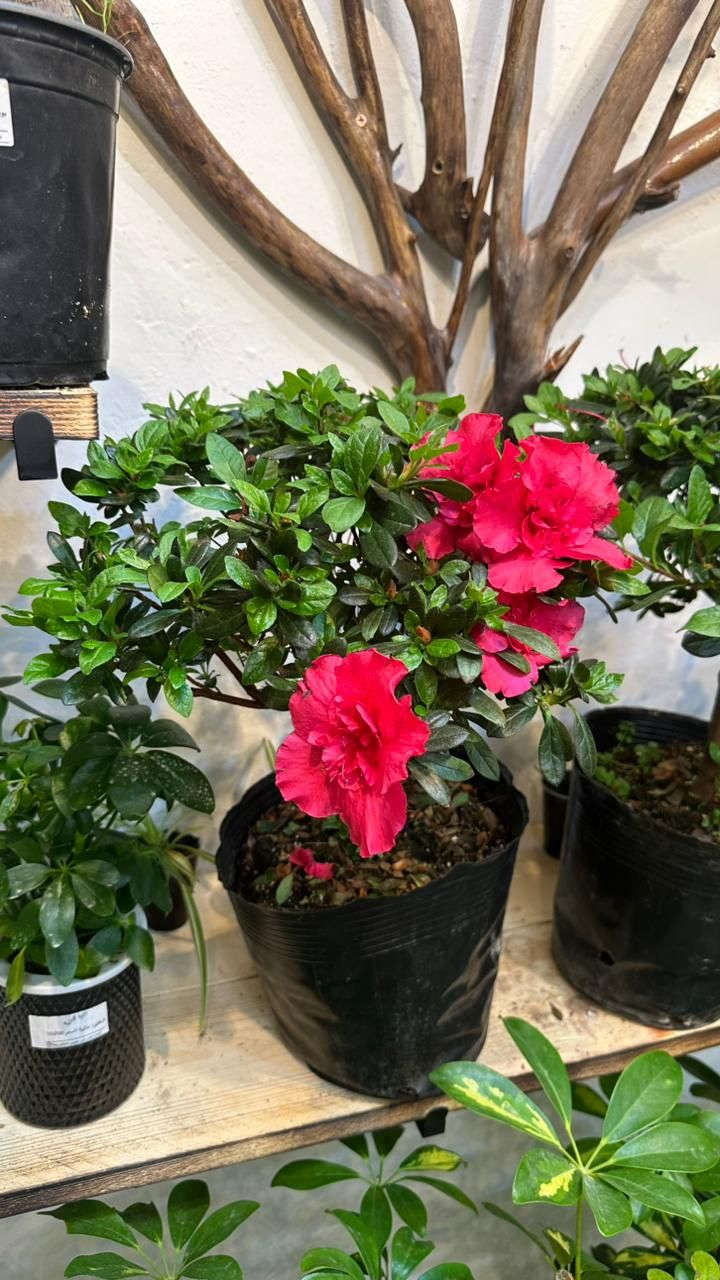 متوفر عدنة شتلات نباتات متوفر توصيل كل العراق


**إذا كنت صاحب هذا الإعلان وتريد حذفه لأي سبب، رجاءا أرسل رسالة إلى الدعم الفني**