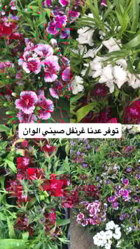 مشتل ابو علي الفراجي • سلمان باك بغداد • ورود ونباتات شمسية