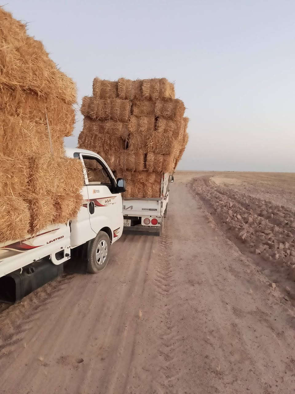 يوجدتبن كبسات درجه اولى الطول 90فمافوق ناعم كانماجريش لاصحا المواشي الزوج واصل 3500الي رايد يتصل بالرقم ***********
