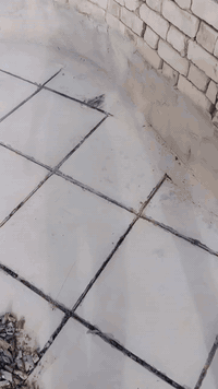 🔧 لتطبيك الشتايكر بالناصرية 🏠
📞 ***********(موجود واتساب)

🛠️ خدماتنا:

ترميم كافة السطوح 🧱

إعادة الماستك 🎯

💯 ما نستلم فلوس إلا إذا اقتنعت بالشغل
✅ ضمان.. جودة.. نوعية

ومن الله التوفيق 🌟

للتواصل: خاص أو على الرقم ☎️ ***********
