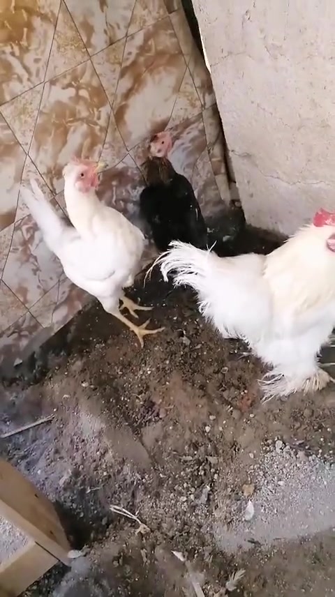 كلمن وسعرة مكاني البصرة القديمة والي ياخذهن كلهن يدلل


**إذا كنت صاحب هذا الإعلان وتريد حذفه لأي سبب، رجاءا أرسل رسالة إلى الدعم الفني**