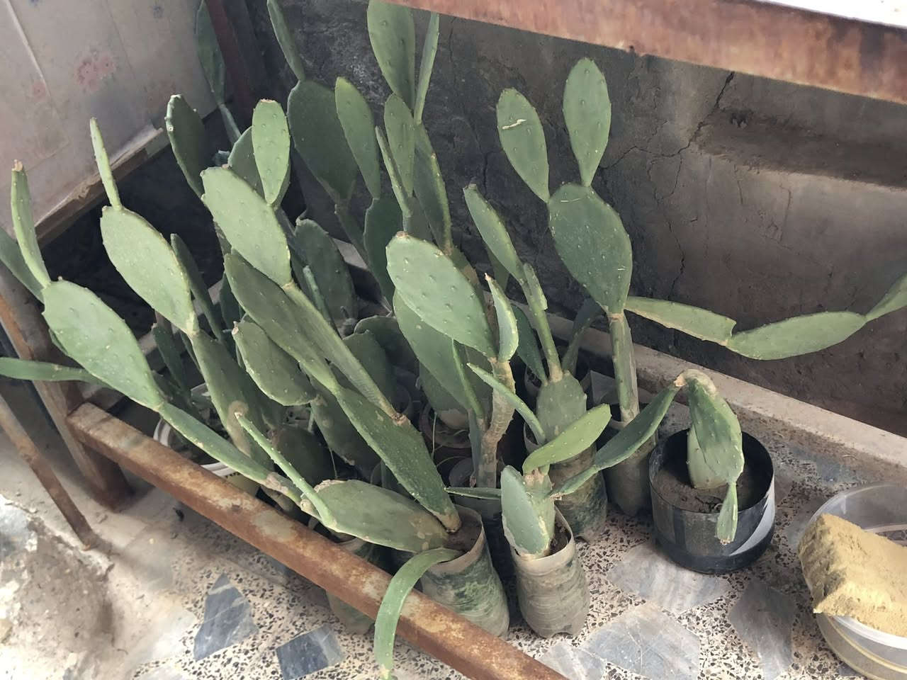 للبيع صبار بجميع انوانه الاسعار جدا مناسبه 
يتوفر بالف وبالفين ونص الحجم الكبير 
توصيل الف دينار داخل العزه جديده 
وباقي المناطق الفين 
مكاني العزه جديده


**إذا كنت صاحب هذا الإعلان وتريد حذفه لأي سبب، رجاءا أرسل رسالة إلى الدعم الفني**