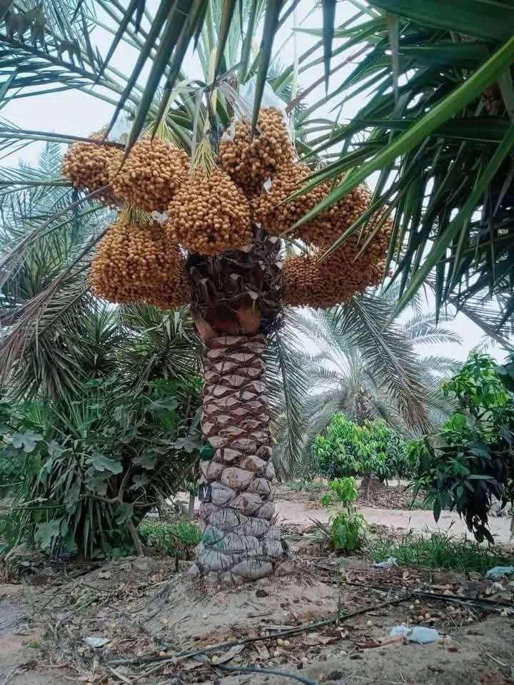 تخيل بعد سنوات… أرضك مليئة بنخيل قوي وإنتاج يلفت الأنظار.
الزراعة ليست مجرد شتلات، بل مشروع حياة واستثمار في المستقبل.
فسائل نخيل مختارة لترافق طموحك من أول غرسة حتى أول حصاد.ابدأ اليوم الخطوة التي سيشكرك عليها المستقبل.
ابدأ رحلتك الزراعية معنا وتواصل الآن.
***********
