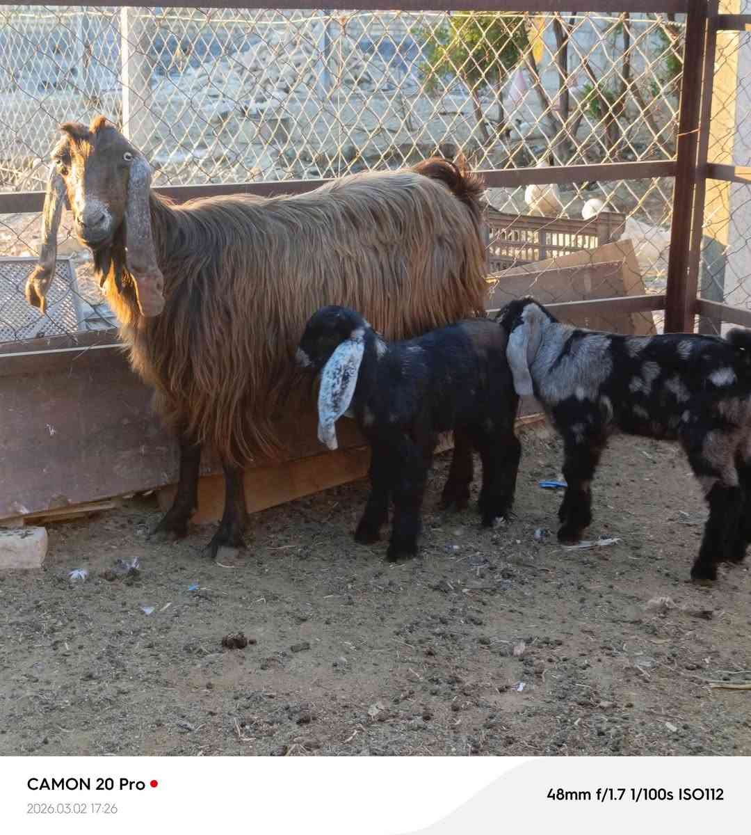 صخله شاميه دراجه اولى جواها توم نثيه وفحل ثالث بطن  مكاني بغداد التاجي ماعندي توصيل رقم
***********
***********واتساب 
***********
