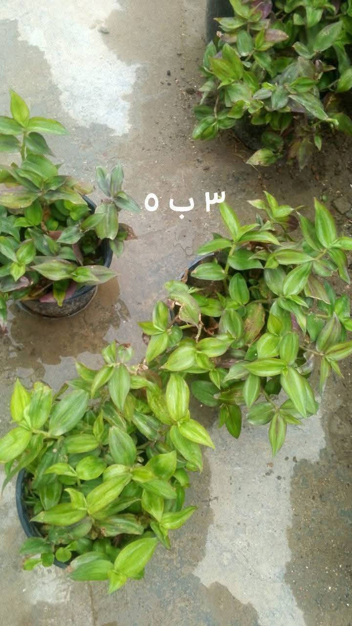 يوجد توصيل داخل بغداد بعض المناطق 🌿🚘🍀🌿🌿🌿🚘


**إذا كنت صاحب هذا الإعلان وتريد حذفه لأي سبب، رجاءا أرسل رسالة إلى الدعم الفني**