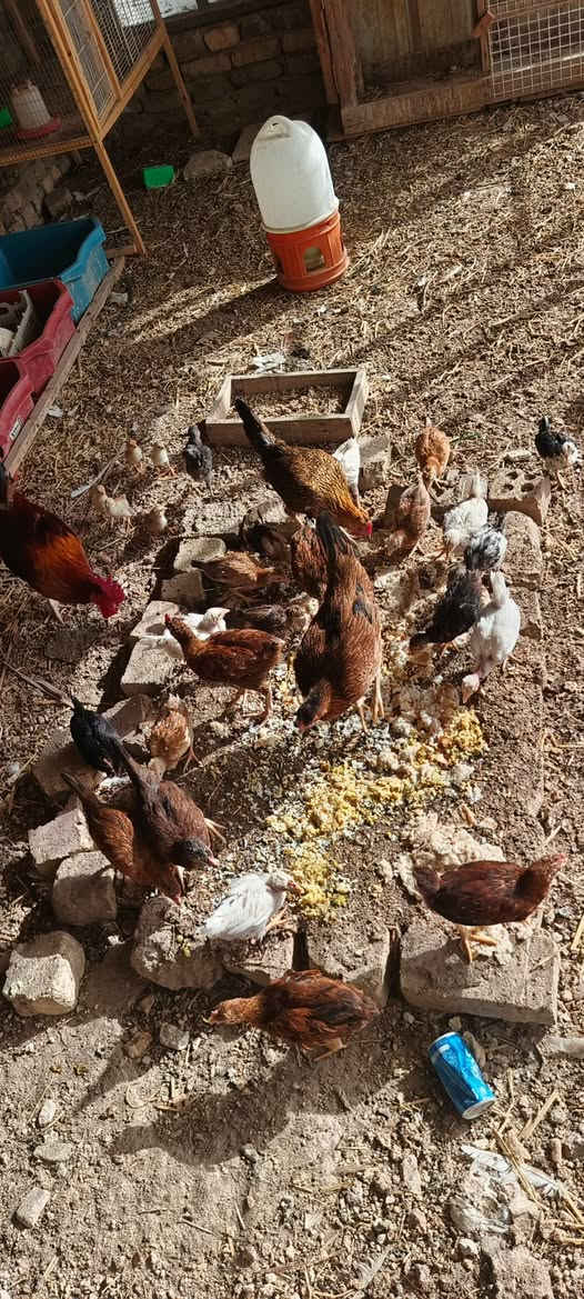 للبيع . نضيفات 
ديوانيه حي العسكري الرابع


**إذا كنت صاحب هذا الإعلان وتريد حذفه لأي سبب، رجاءا أرسل رسالة إلى الدعم الفني**