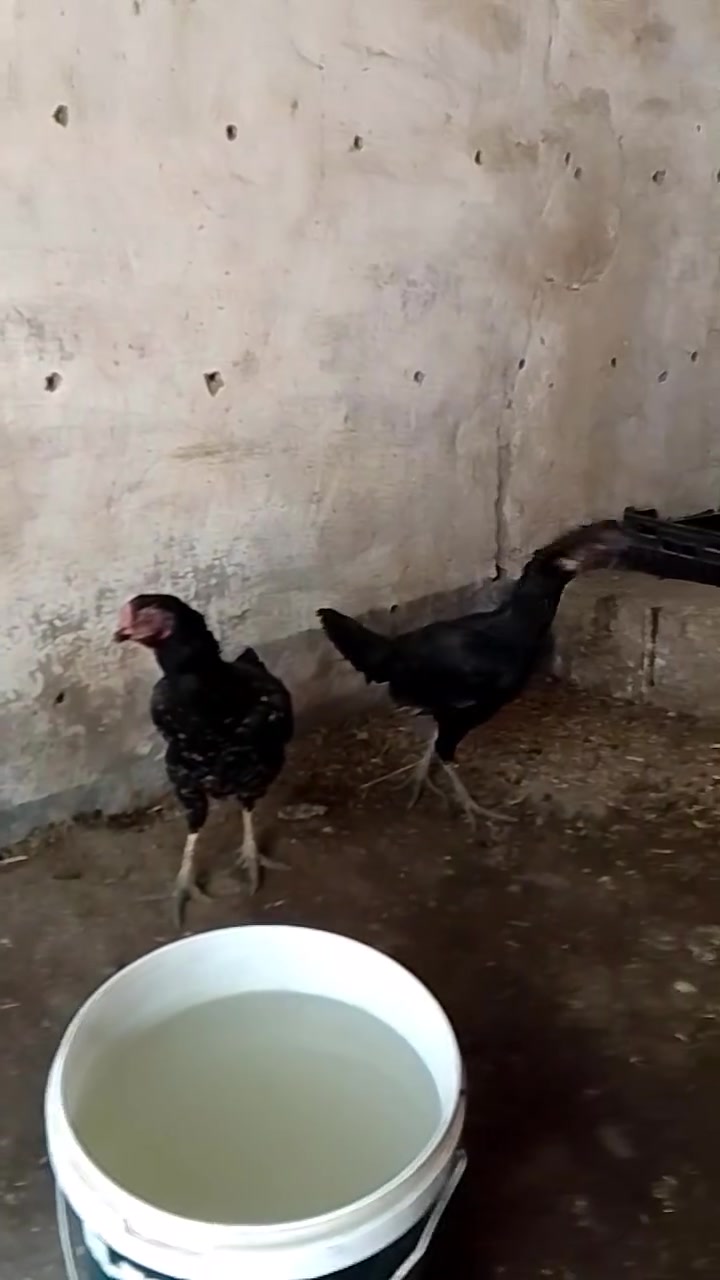 السلام عليكم متاح دجاجات هراتيات عدد2بياضات مكان شهربان الكيلوات قريه البوري سعرخاص الشراي بي خير ويدلل


**إذا كنت صاحب هذا الإعلان وتريد حذفه لأي سبب، رجاءا أرسل رسالة إلى الدعم الفني**