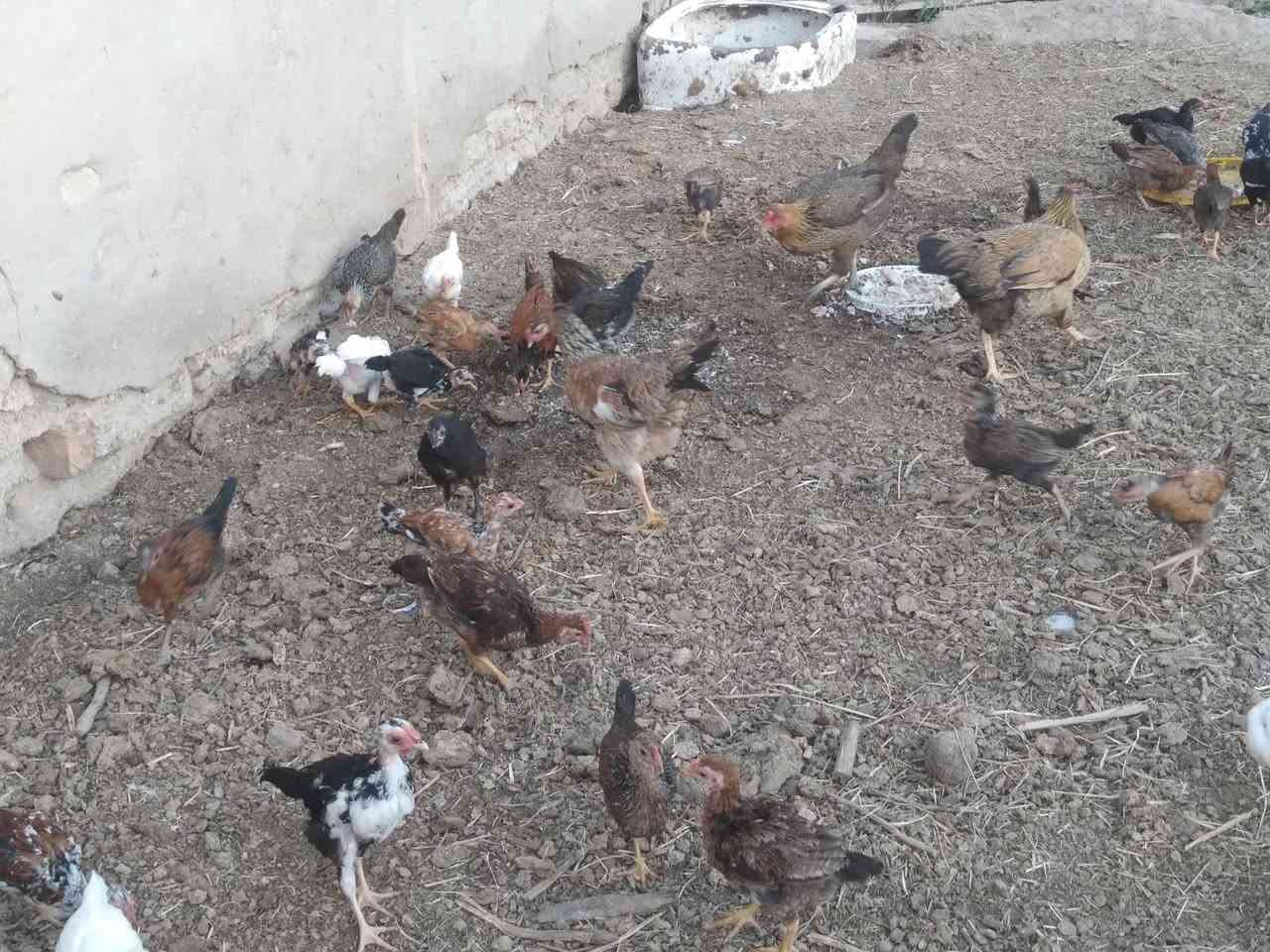 السلام عليكم طيور عرب للبيع ملقحات وكاملات العمر قسم 4اشهر وقسم 3اشهر


**إذا كنت صاحب هذا الإعلان وتريد حذفه لأي سبب، رجاءا أرسل رسالة إلى الدعم الفني**