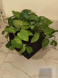 نباتات ظلية • عانا • الأنبار