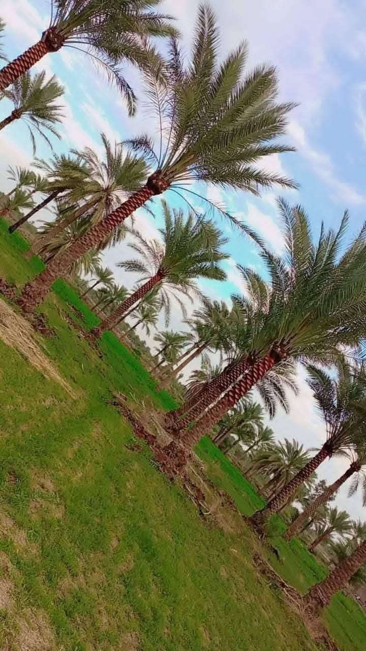 دوانم جدا جميله ومنطقة سكنيه وزراعيه ✅
سعر الدونم الواحد من 7 ملايين الى 15 مليون
طابو زراعي سند 25 فتح بيان مباشر بأسمك
والعنوان يصير مقابيل مدينة سبع البور تاجي
منطقة الشيخ عامر بلعيساويه عبور جسر الرعود الجسر
الثاني يعني الي اسعارهه من 7 الى 15 موقعهه من خلف السور الى قبل السور يصيرن قرب البفهد على 15 والاسعارهن 7 خلف السور عيساويه كلشي متوفر حسب الموقع مال ترض تواصل واتساب ***********
موجود قبل السور ومتوفر خلف السور وكلهن جاهزاوبيهن مستقبل اولا حلقي ثانيا مجمعات سكنيه بلشم بيهه
