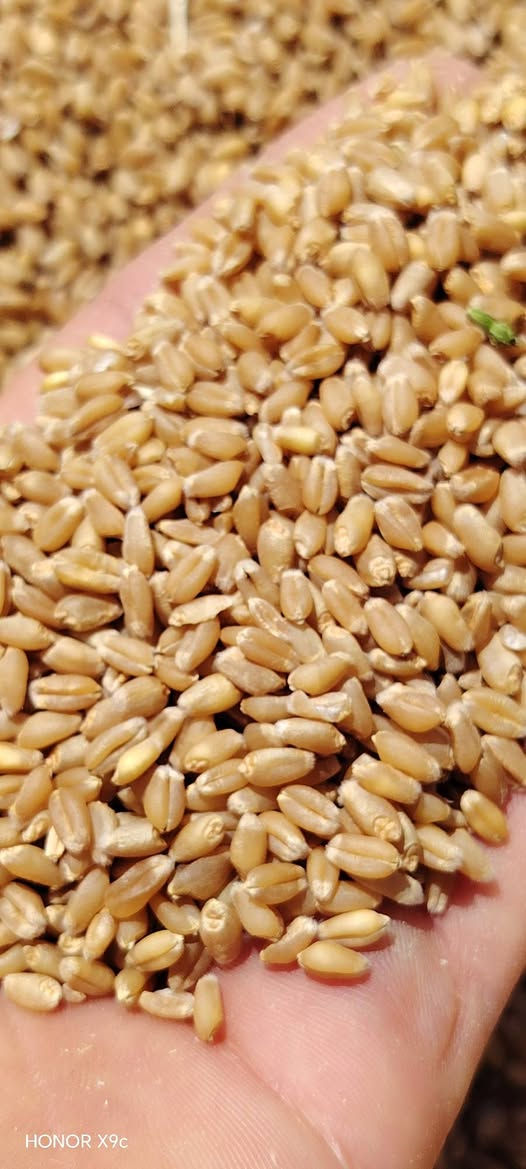 سلام عليكم يوجد ابذور ملكه الفرنسيه. صنف راقي  نتاج. خير من الله اي. وقت ينزرع حته 1/20/ ومن الله توفيق تصل على هاذه رقم *********** حياكم الله
