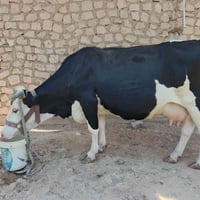 بقرة فتيه • بعد يومين • الكرابله