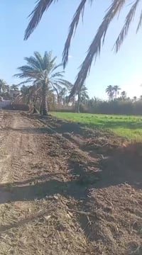 رشيدة • مدرسة الوطن العربي • دونم ونص