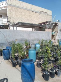 سبع البور • نباتات زينة • دراجة كهربائية