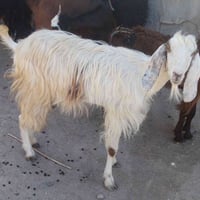 جايبة بطن١ • فحل قبل شهر • الشطره
