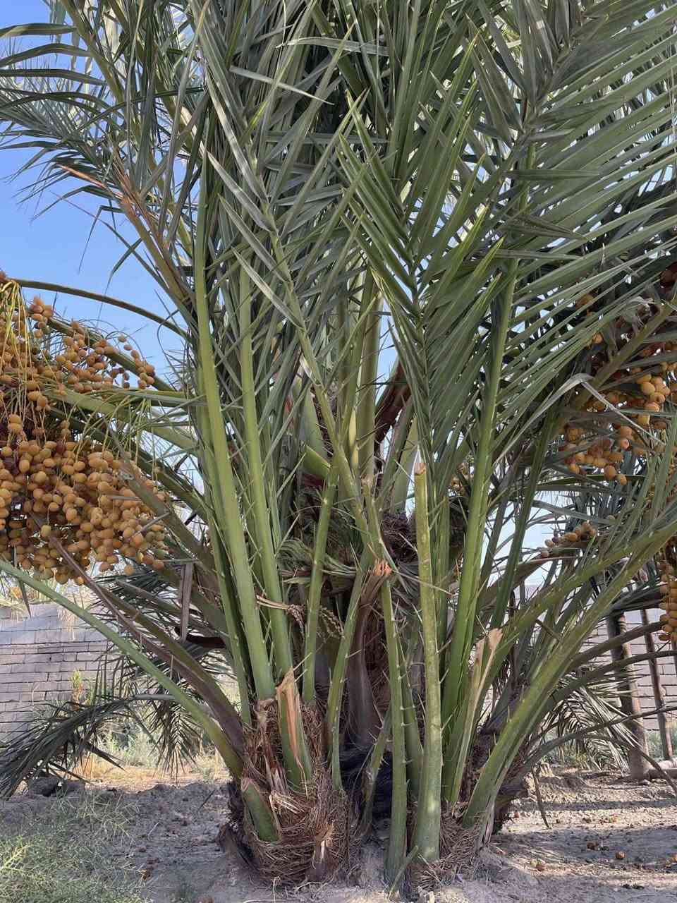 سلام عليكم متوفر نخل برحي حر أبو الخصيب لحجم متوفر اتصل ع لرقم 👈***********
