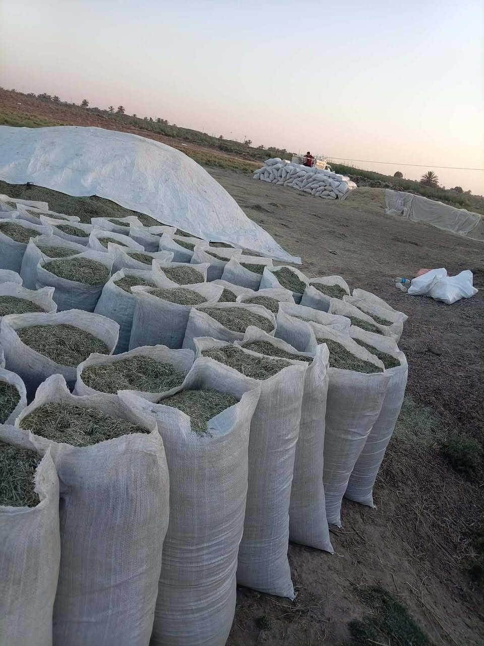 تبن جت درجة اولى العدد 400 كونيه السعر الزوج 11الف العنوان الديوانية صدر الدغاره الاستفسار الاتصال على 
***********
***********
