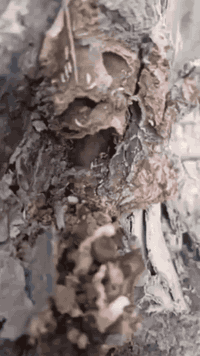 مكافحة الأرضة • النجف‑كربلاء‑بابل‑الديوانية • ضمان ٥ سنوات