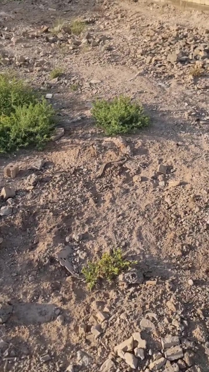 السلام عليكم
عندي قطعة ارض 100مربعة خلف النهر قريبة على السجة متوفر بالمكان ماء وكهرباء معروضة للبيع على الجهة اليسرى *********** اني صاحب القطعه
