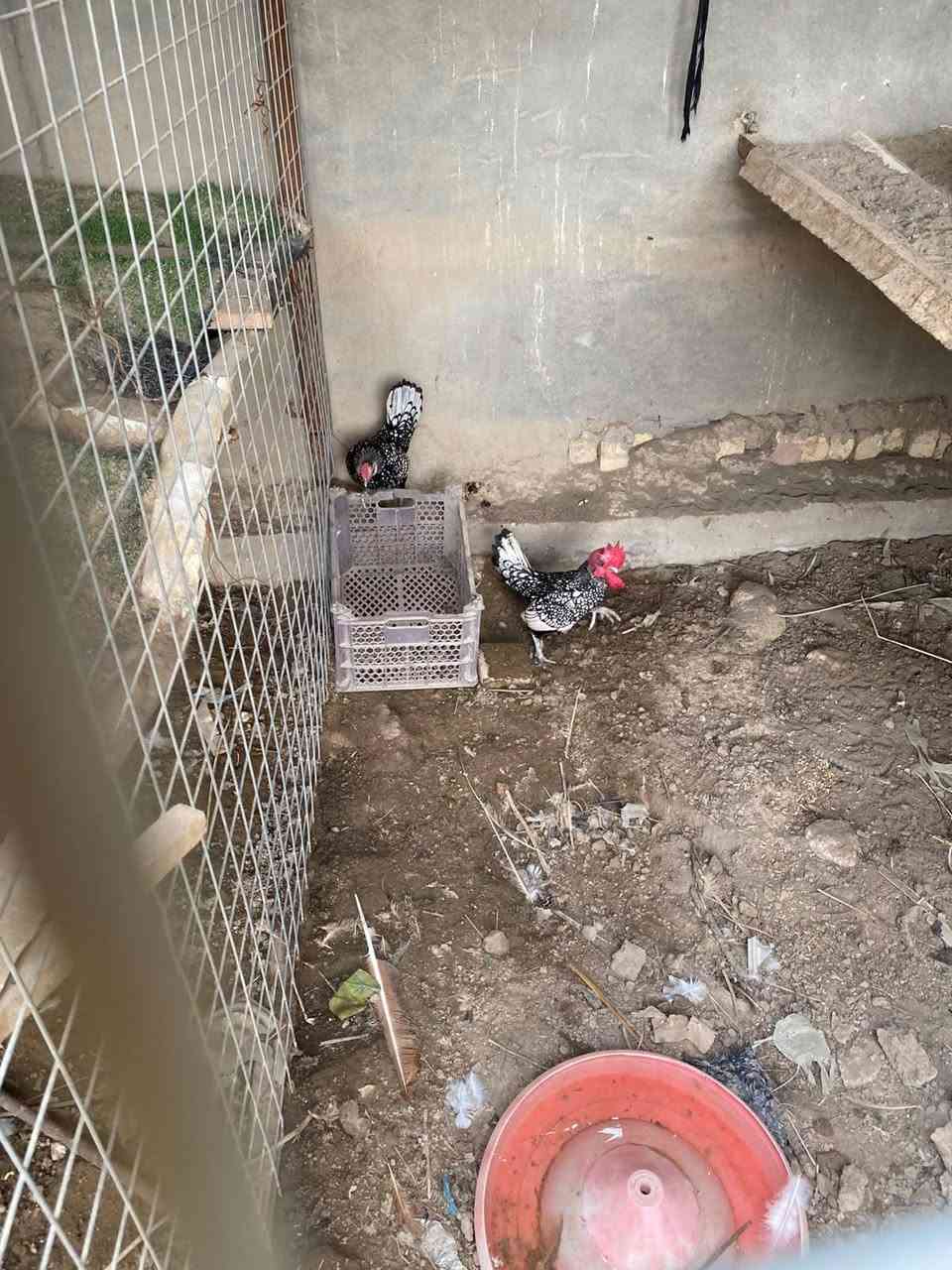 البيع دجاج براهمه وزينه دجاج دويج ابيض وطاوس وفراخ وبيض  وطيور حب ١٠ وي القفص


**إذا كنت صاحب هذا الإعلان وتريد حذفه لأي سبب، رجاءا أرسل رسالة إلى الدعم الفني**