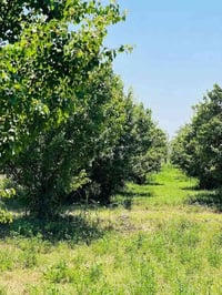 المدائن الورديه • دونمين • طابو ملك صرف