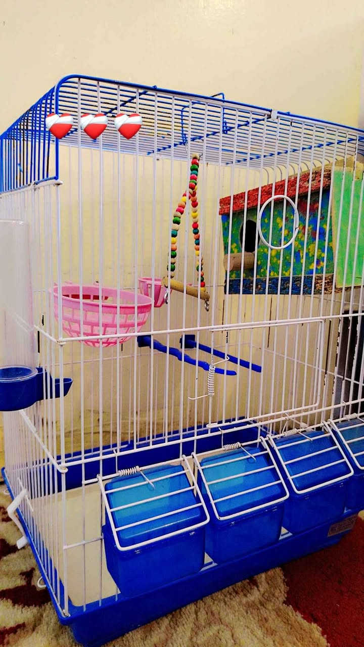 قفص طيور للبيع
كامل مع ملحقاته والإكسسوارات
السعر 15 الف. بغداد, العراق


**إذا كنت صاحب هذا الإعلان وتريد حذفه لأي سبب، رجاءا أرسل رسالة إلى الدعم الفني**