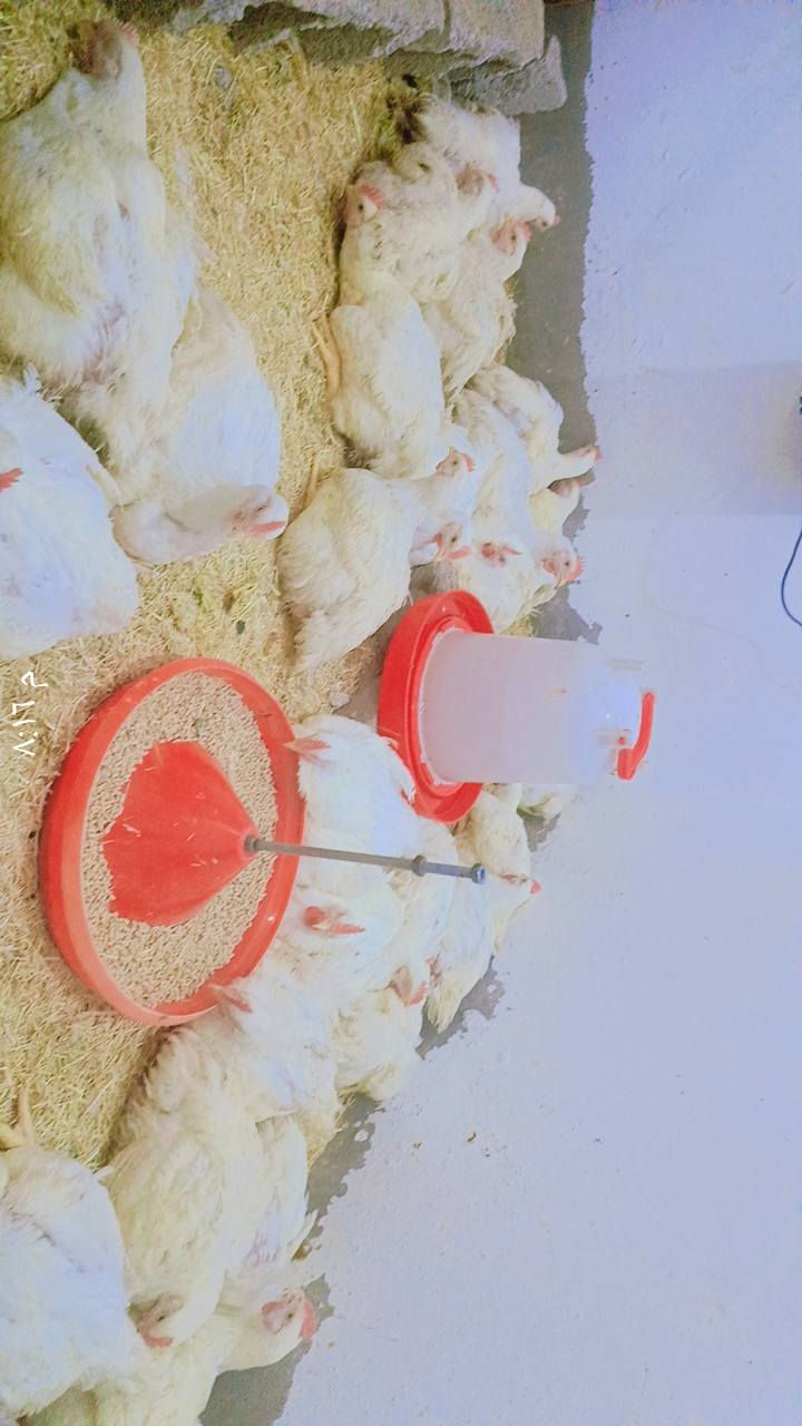 الهم صلي ع محمد وال محمد الحمدلله بعد توفيق الكريم العضيم وفقنا ع انتهاء الوجبه الاولا والثانيه وبعد كرمه العضيم وفقنا بوجبه ثالثه عراقيه درجه اولا... يتوفر فريش مقطع اجنحه كبده افخاذ صدر ركاب حبل الظهر يتوفر توصيل تحياتي واحترامي   خاصه إلى اهلي وناسي اهالي دور الزراعة كل الحب والاحترام لكل من اشترا وتقدم اليه بالشراء والتعامل وتبشرو وتدللون علينه اهلا وسهلا بيكم بكل وقت وتحيه وحب واحترام الكل المناطق جوار دور الزراعه الجربو تعاملنه وشافو شغلنه وميت اهلا بيكم حبي احترامي للجميع اسسف ع اطاله


**إذا كنت صاحب هذا الإعلان وتريد حذفه لأي سبب، رجاءا أرسل رسالة إلى الدعم الفني**