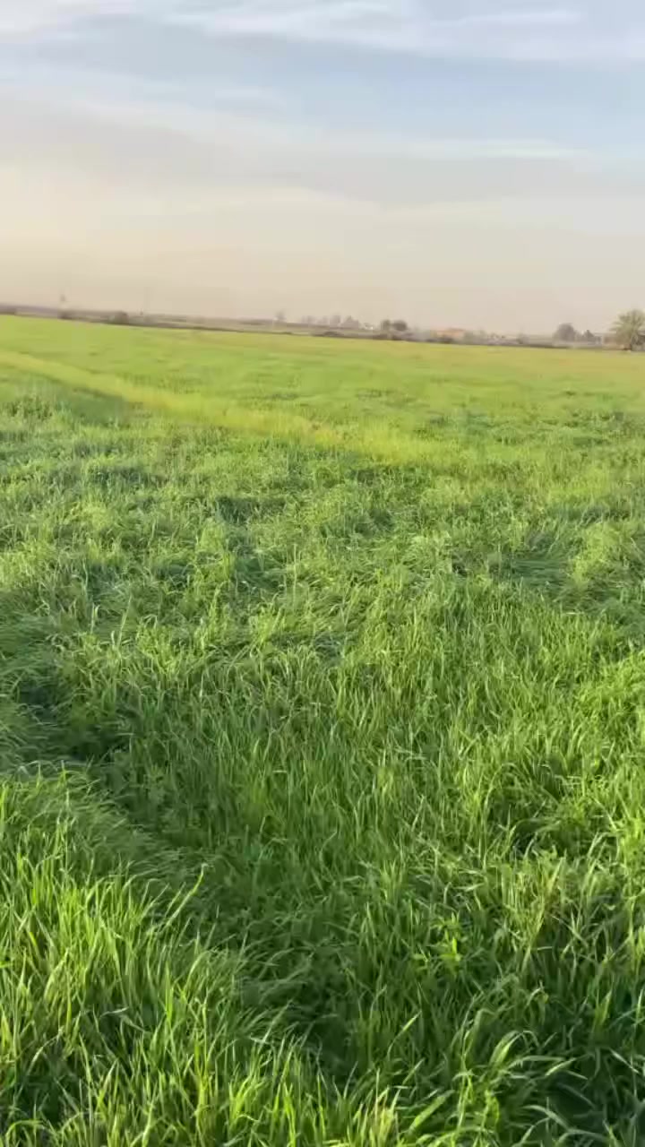 السلام عليكم يوجد زرع +برسيم للبيع ابيع كتل سراحه او حش المساحه 8 دونم العنوان قرية البدر للاستفسار التواصل على الارقام 
‏‪***********‬‏
‏‪***********‬‏
