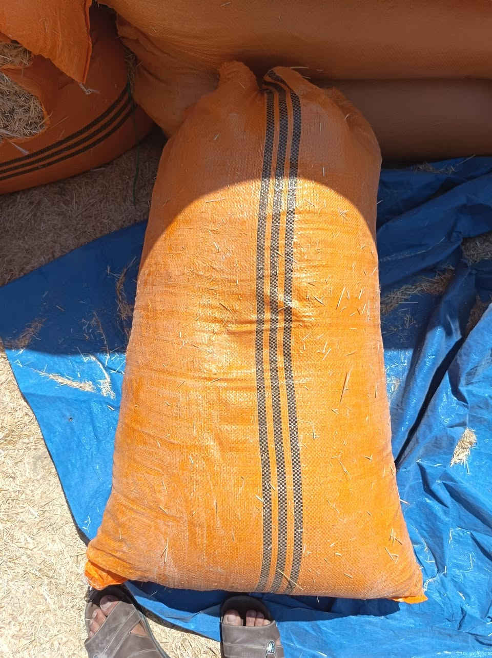 السلام عليكم ورحمة الله وبركاته
الهم صلي وبارك على سيدنا محمد 

#يتوفر لدى مكتب مصطفى الجبوري 
#تبن مجروش 

1-#حجم الجيس ٨٥ ×١٠٠ السعر ٦٥٠٠ الزوج 
2-#حجم الجيس ٧٠ ×١٠٥ السعر ٦٠٠٠ الزوج  

#يوجد لدينا خدمة توصيل 

#اسعار #جملة #جملة 

العنوان اليوسفية 
#منطقة #البعامر #محلات جبور

*********** امير الجبوري

