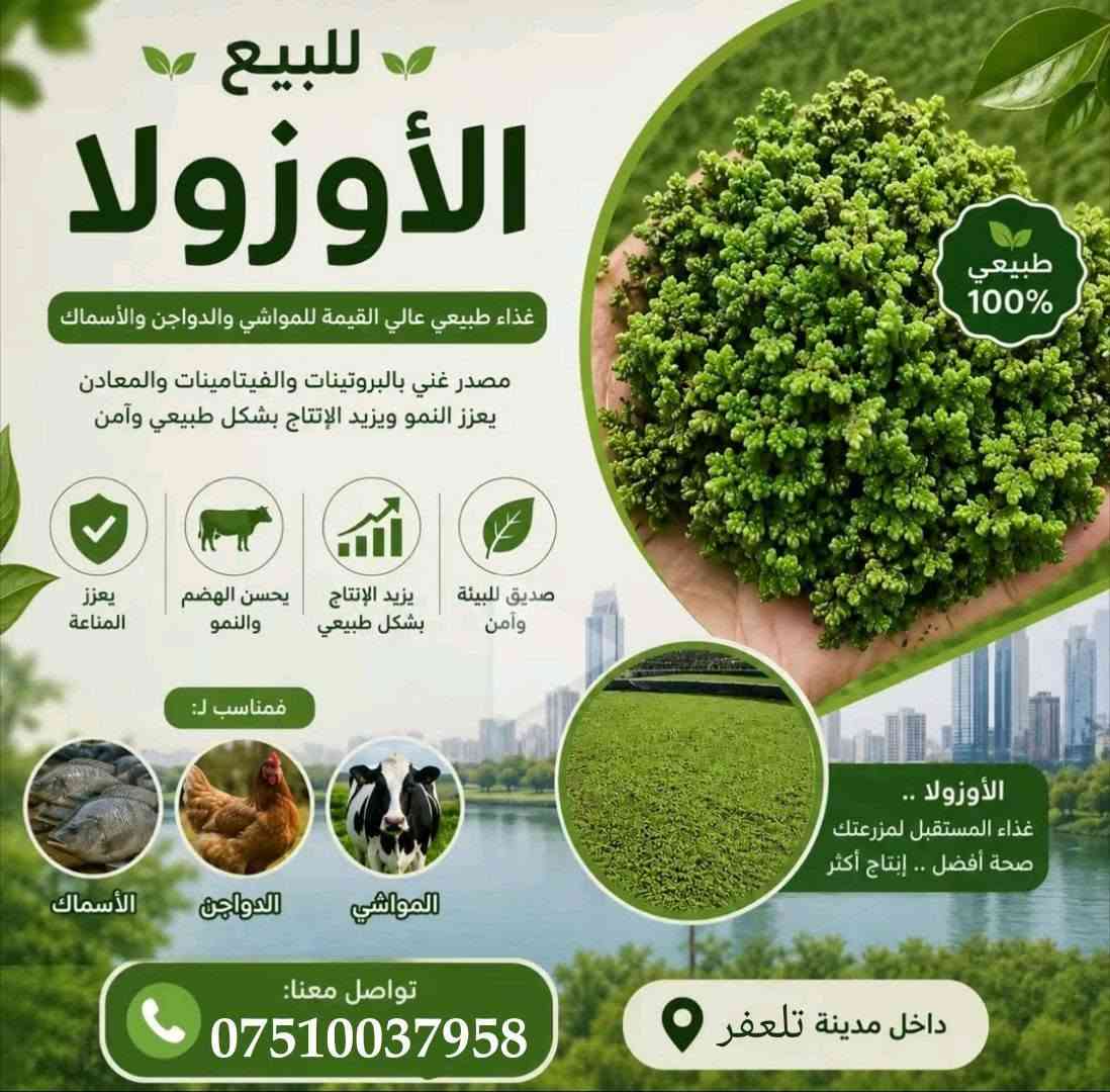 🌿 توفرت نباتات الأزولا (البديل المثالي والأوفر للعلف)!
​💰 السعر: 1,000 دينار فقط للكيلو.
​🐔 للدجاج: يرفع إنتاج البيض ويسرّع نمو دجاج اللحم.
​🐄 للأبقار: يزبد إنتاج الحليب ويرفع نسبة الدسم.
​🐑 للخراف: ممتاز للتسمين لاحتوائه على نسبة بروتين عالية (تصل لـ 30%).
​📉 التوفير: يقلل مصاريف العلف التقليدي بنسبة 30% إلى 50%.
​📞 للطلب والتواصل: [***********]
