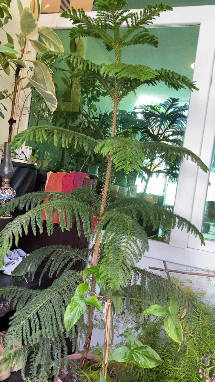 نباتات متوفر للبيع السعر حسب النبات مكاني اربيل


**إذا كنت صاحب هذا الإعلان وتريد حذفه لأي سبب، رجاءا أرسل رسالة إلى الدعم الفني**