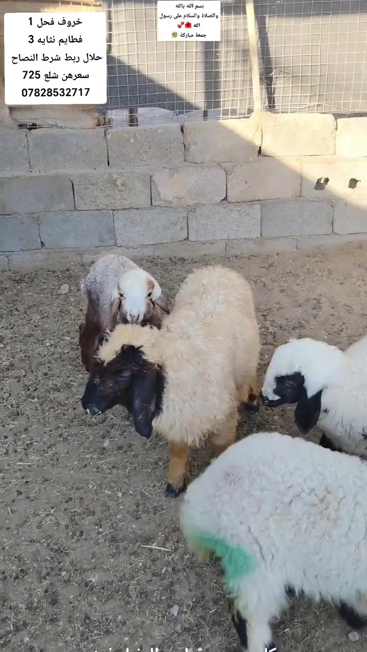 بسم الله يالله والصلاة والسلام على رسول الله 🌺جمعة مباركة 💐
خروف فحل 1
فطايم نثايه 3
حلال ربط شرط النصاح 
سعرهن شلع 725
يوجد توصيل بغداد ولأنبار 
يوجد واتساب ***********
